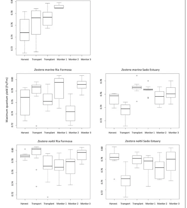 FIGURE 6 | Maximum quantum yield (Fv/Fm) calculated for Zostera marina and Z. noltii harvested in Ria Formosa and Sado Estuary; and Cymodocea nodosa harvested in Sado Estuary