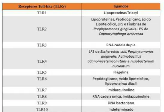 Tabela 1: Receptores TLRs e seus ligandos, adaptado de (Hans &amp; Hans, 2011)