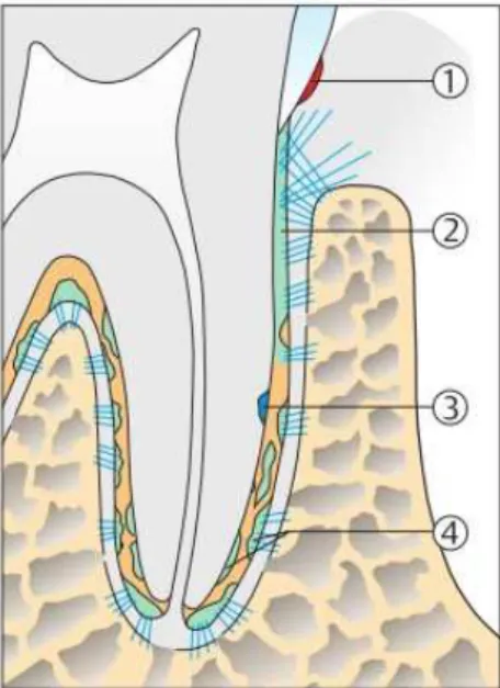 Figura 3 - Cemento: 1 - cemento acelular afibrilhar; 2- cemento acelular de fibras extrínsecas; 3 - cemento  celular de fibras intrínsecas; 4-cemento celular de fibras mistas (Adaptado de Wolf et al., 2004)   