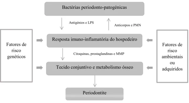Figura 1 - Patogénese da periodontite – Adaptado de Page &amp; Kornman (2004). 