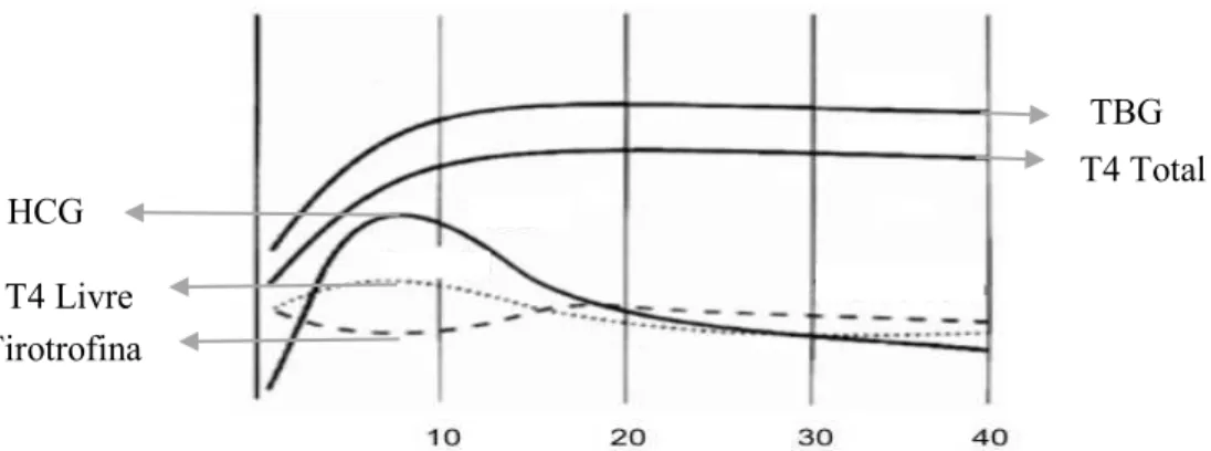 Figura 2 - Concentração dos níveis de hormonas tiroideias de acordo com as semanas de gestação –  Adaptado de Burrow, Fisher, &amp; Larsen (1994)