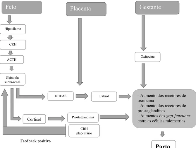 Figura 4 - Mecanismo fisiológico do parto – Adaptado de Fernandes et al. (2013). 