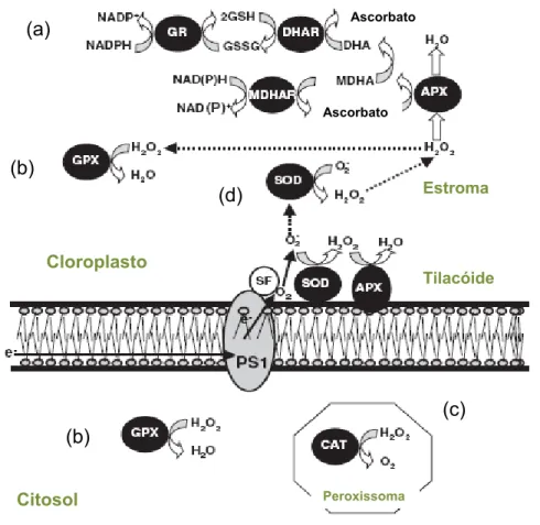 Figura 2.2 – Mecanismos enzimáticos de eliminação de ROS: (a) Ciclo da glutationa-ascorbato