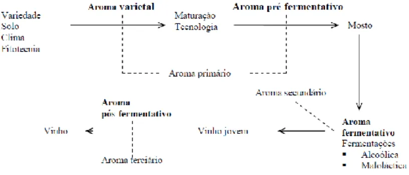 Figura 5: Esquema biotecnológico e componentes do aroma varietal 