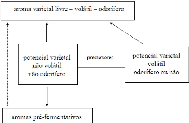 Figura 6: Potencial aromático da uva (Adaptado de Baumes et al., 1994) 