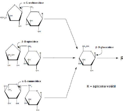 Figura 8: Mecanismo de hidrólise enzimática dos precursores glicosilados (Oliveira, 2000) 
