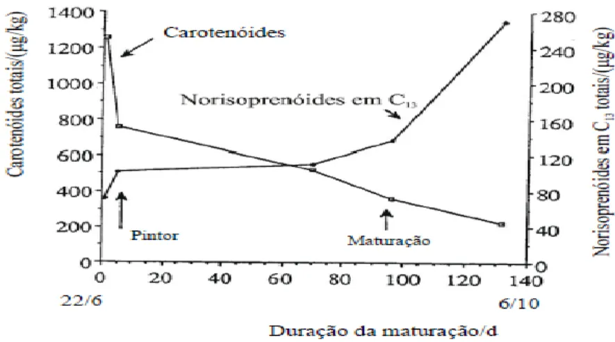 Figura 9:Evolução dos carotenóides e dos norisoprenóides em C13 ao longo da maturação em uvas da  casta Muscat d'Alexandrie (adaptado de Razungles et al., 1993) 