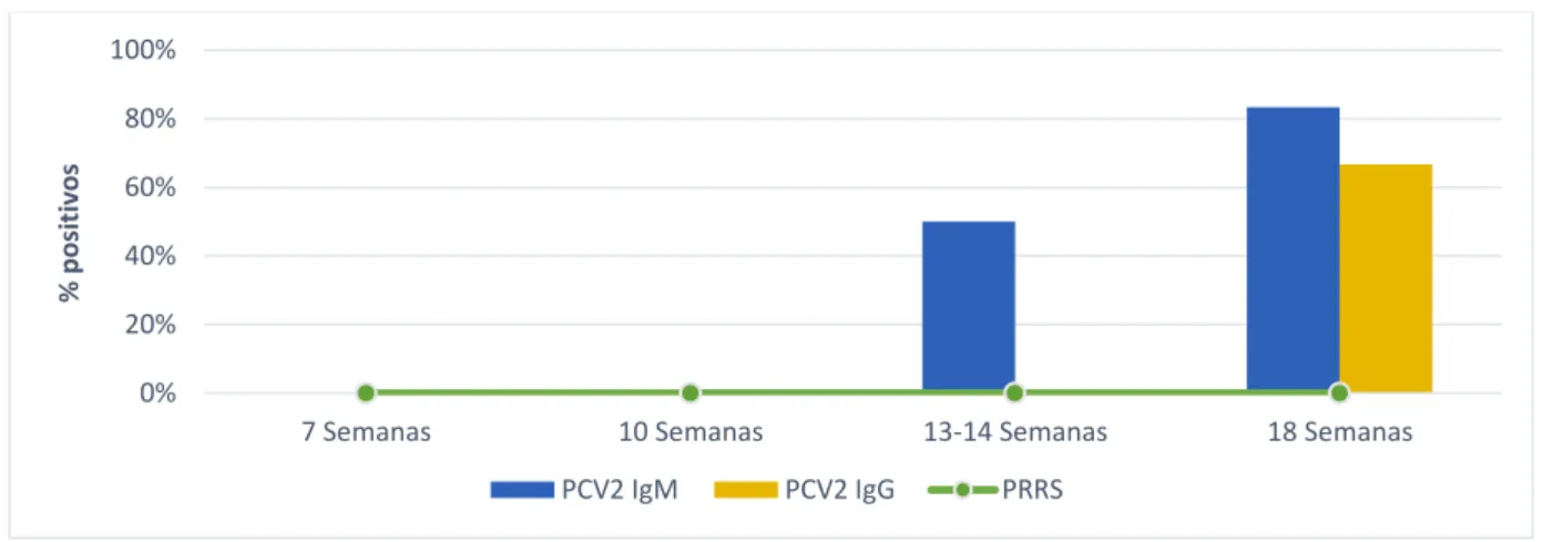 Figura 3 - Percentagem de amostras positivas a IgM, IgG e PRRS (Resultados da Merial Portuguesa- Portuguesa-Saúde animal, LMD) 