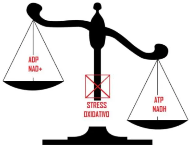 Figura 4: Ação do stress oxidativo no balanço ATP:ADP. O stress oxidativo é uma condição caracterizada  por  desequilíbrio  entre  a  produção  de espécies  reactivas  de  oxigénio  e  a  sua  remoção