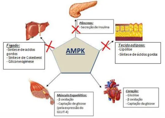 Figura 5: Ação da AMPK em diferentes orgãos que comprometem o efeito Warburg 