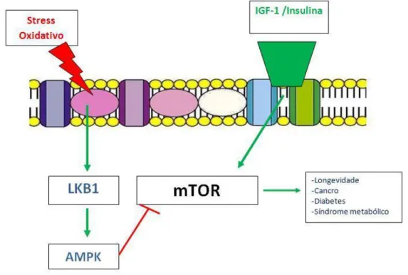 Figura 6: Ação do stress oxidativo sobre o sistema m-TOR 