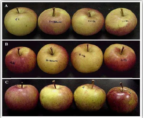 Figura 4: Fotografia digital das maçãs estudadas (A) após tratamento de 7 dias com ClO 2  gasoso a baixas  concentrações,  (B)  utilizou-se  tratamento  de  média  concentração  com  ClO 2   gasoso  por  3  dias  a  4ºC,  enquanto que, (C) se utilizou trat