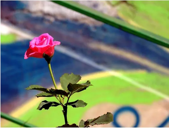 Fig. 6 - Uma rosa é uma rosa, é uma rosa, diz o poeta. Na verdade, aqui pode implicar em um sortilégio de  amor