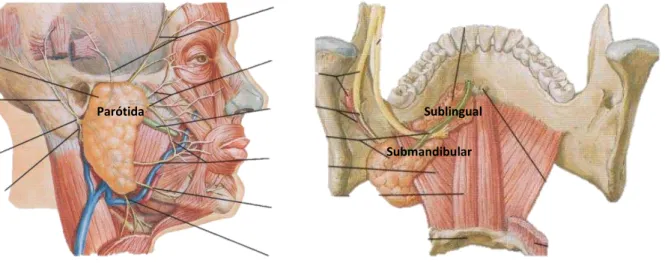 Figura 1: As Glândulas Salivares Major  (adaptado de Netter, 2007) Parótida 