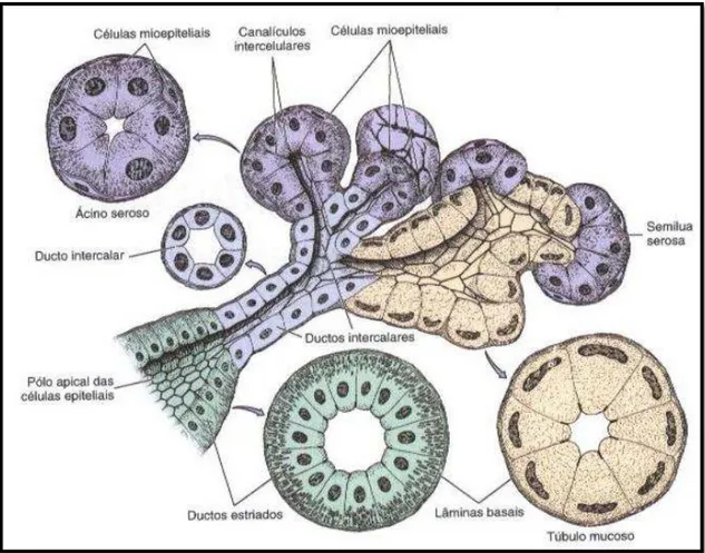 Figura 2: Estrutura da uma Glândula Salivar, neste caso da Submandibular (adaptado de Mescher, 2013) 