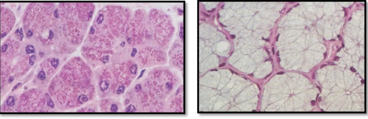 Figura 3: Imagens histológicas de ácinos serosos (esquerda) e de ácinos mucosos (direita)  (adaptado  de Kierszenbaum, 2002)