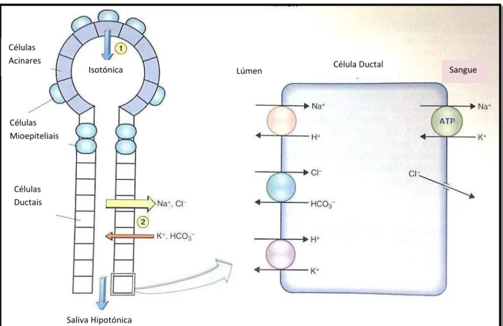 Figura  4:  Mecanismo  de  Secreção  Salivar:  a  saliva  inicial  é  produzida  pelos  ácinos  (1)  e  de  seguida  é  modificada pelas células ductais (2),  ATP: adenosina trifosfato (adaptado de Costanzo, 2010) 