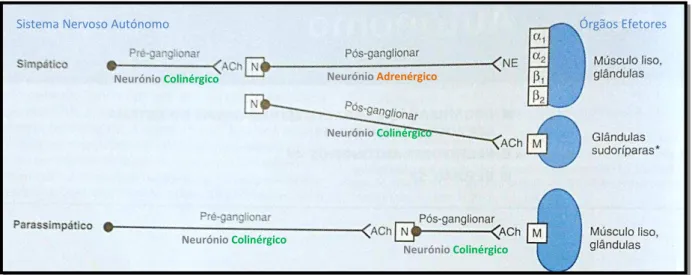 Figura  5:  Organização  do  Sistema  Nervoso  Autónomo  (adaptado  de  Silbernagl  &amp;  Despopoulos,  2009)  (ACh:  Acetilcolina;  M:  Receptor  Muscarínico;  N:  Receptor  Nicotínico;  *  as  glândulas  sudoríparas  têm  inervação colinérgica)  