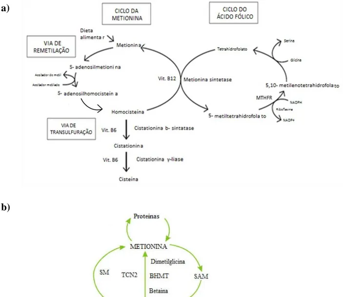 Figura 3 a) - Metabolismo da homocisteína, via de remetilação e via de transulfuração (adaptado de  Cardoso, 2009) 