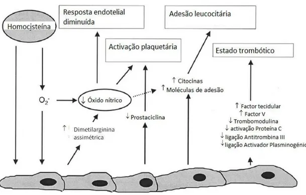 Figura 4 - Mecanismos de lesão da homocisteinémia nas doenças cardiovasculares (adaptado de  Weiss et al., 2002)