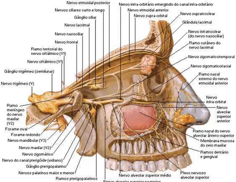 Figura 8 - Pormenor dos nervos maxilar e oftálmico com os respetivos gânglios (adaptado de Netter, 2000) 