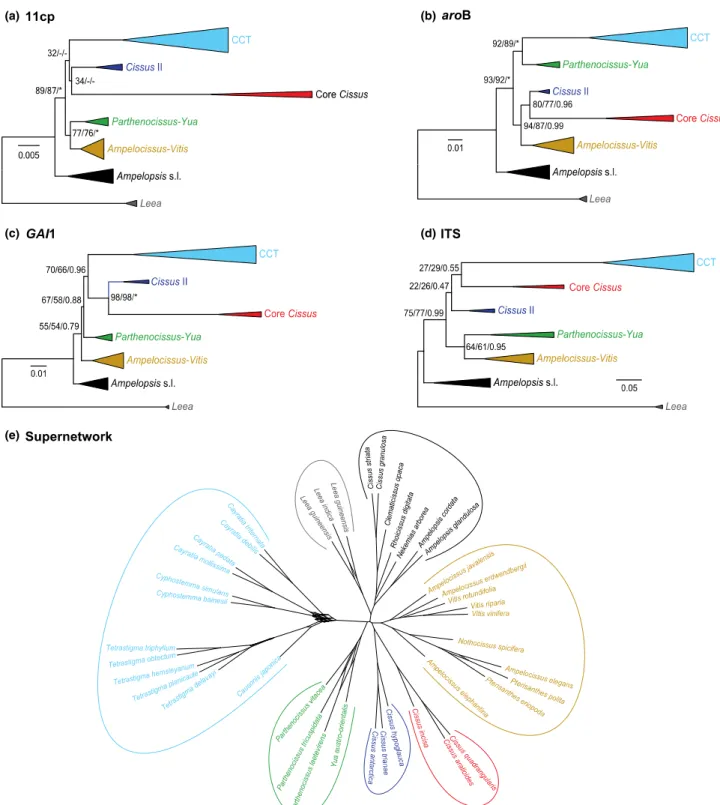 Fig. 2. Relationships among early-diverging lineages of Vitaceae based on the ML and BI analyses of data sets: (a) 42_11cp, (b) aroB, (c) GAI1 and (d) ITS