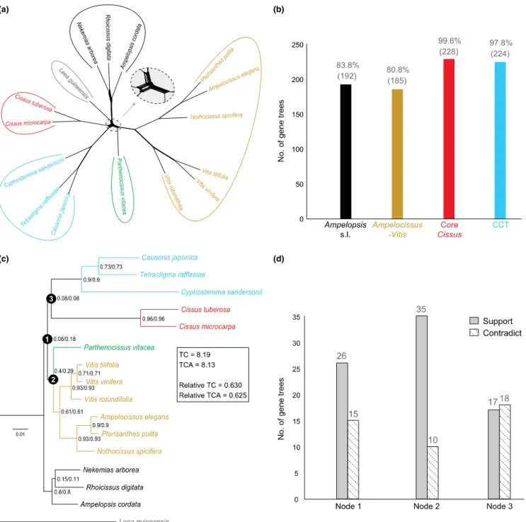 Fig. 3. (a) A supernetwork based on data set 16_229nu. The network was constructed with SplitsTree and the 70% majority-rule consensus of 1000 bootstrap trees was used as the input tree for each gene