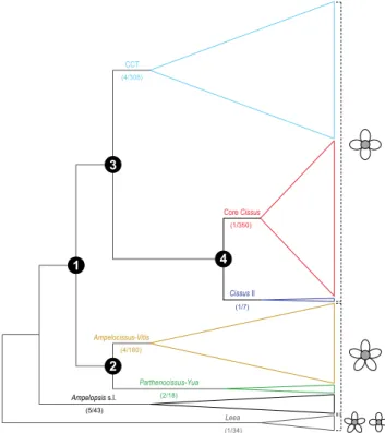 Fig. 6. Phylogenetic backbone of Vitaceae with names of major lin- lin-eages displayed above branches and the approximate numbers of genera and species per clade indicated below branches