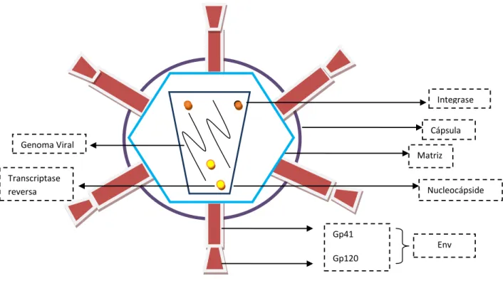 Figura  1-  Estrutura  do  VIH,  destacando  algumas  das  suas  importantes  proteínas,  adaptado  de  Soares,  Armindo, &amp; Rocha, 2014 