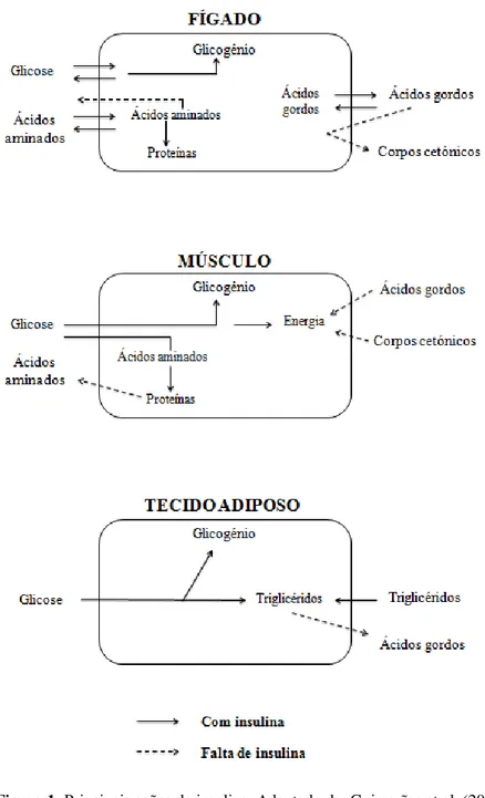 Figura 1: Principais ações da insulina. Adaptado de: Guimarães et al. (2006)