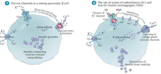 Figura 9: As SU mimetizam a glucose no fecho dos canais de potássio-ATP (kir6.2) e estimulam a  secreção de insulina Fonte: Cheng &amp; Fantus (2005)