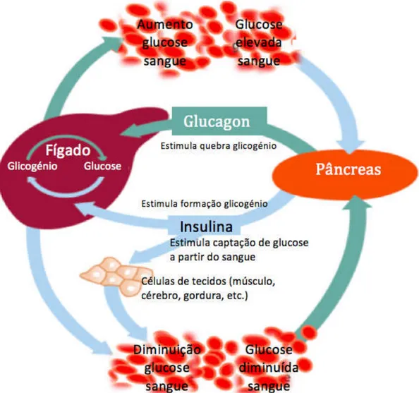 Figura 2 - Mecanismo de produção e ação da insulina (adaptado de International Diabetes Federation,  2013) 