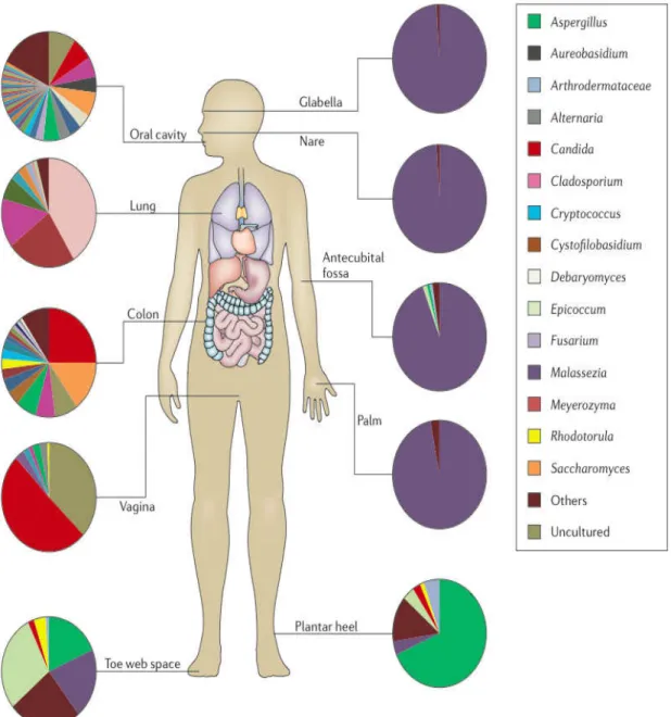 Figura 7- Micobioma humano. Os dados dos gráficos circulares representam os géneros de fungos  presentes na cavidade oral, pulmões, cólon, vagina e pele, entre outros (Underhill &amp; Iliev, 2014)  