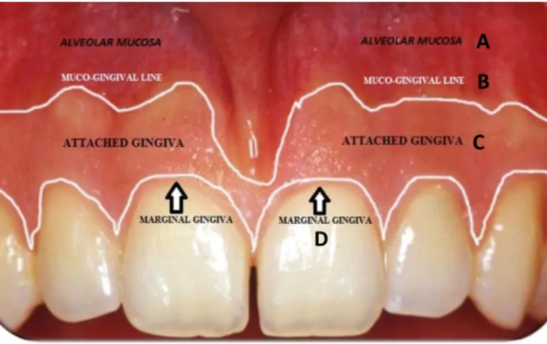Figura 2: Divisão esquemática do periodonto gengival 