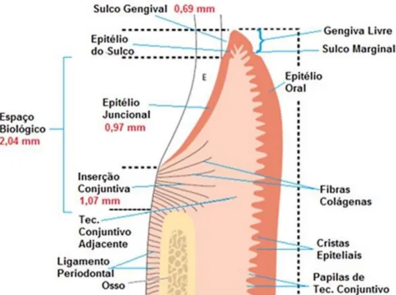 Figura 3: Corte transversal esquemático do complexo dento-gengival 