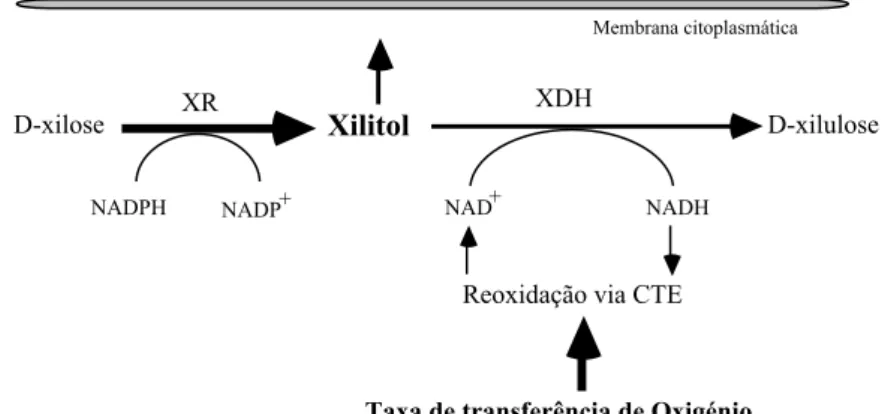 Figura 1.4 Passos iniciais do metabolismo da D-xilose em Debaryomyces hansenii e mecanismo  bioquímico da acumulação de xilitol