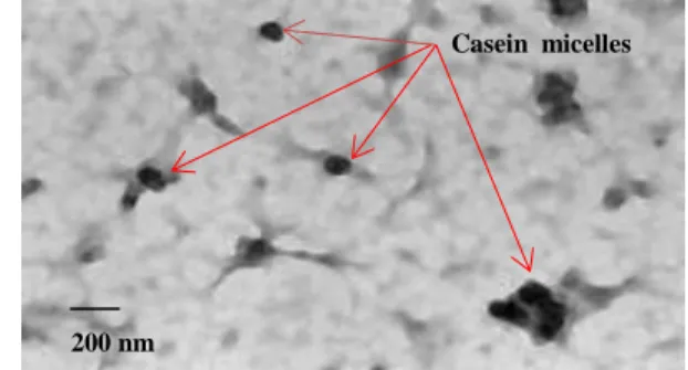 Figure 1. Transmission electron microscopy of casein micelles. 