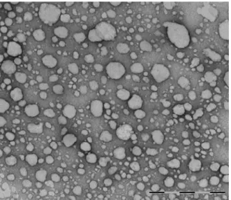 Fig. 7. TEM micrograph of 0.5% CTAB-LN.