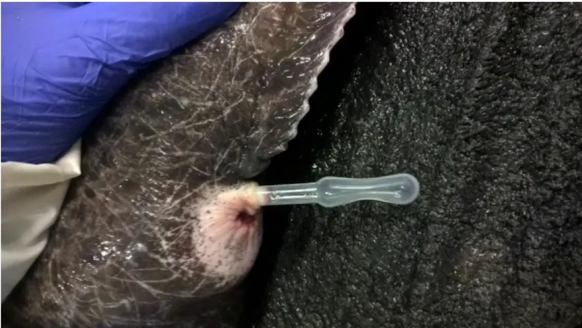 Figure 3 Sperm collection in spotted wolffish 