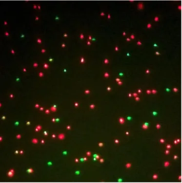 Figure 4 Sperm cells stained with SYBR-14 and propidium iodide, magnified x400 in fluorescence microscope 