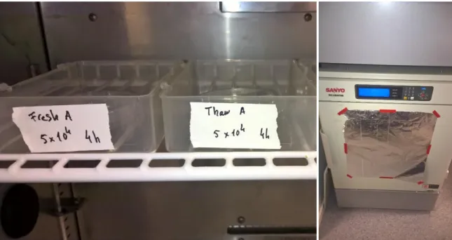 Figure 9 Eggs placed in the incubating boxes 