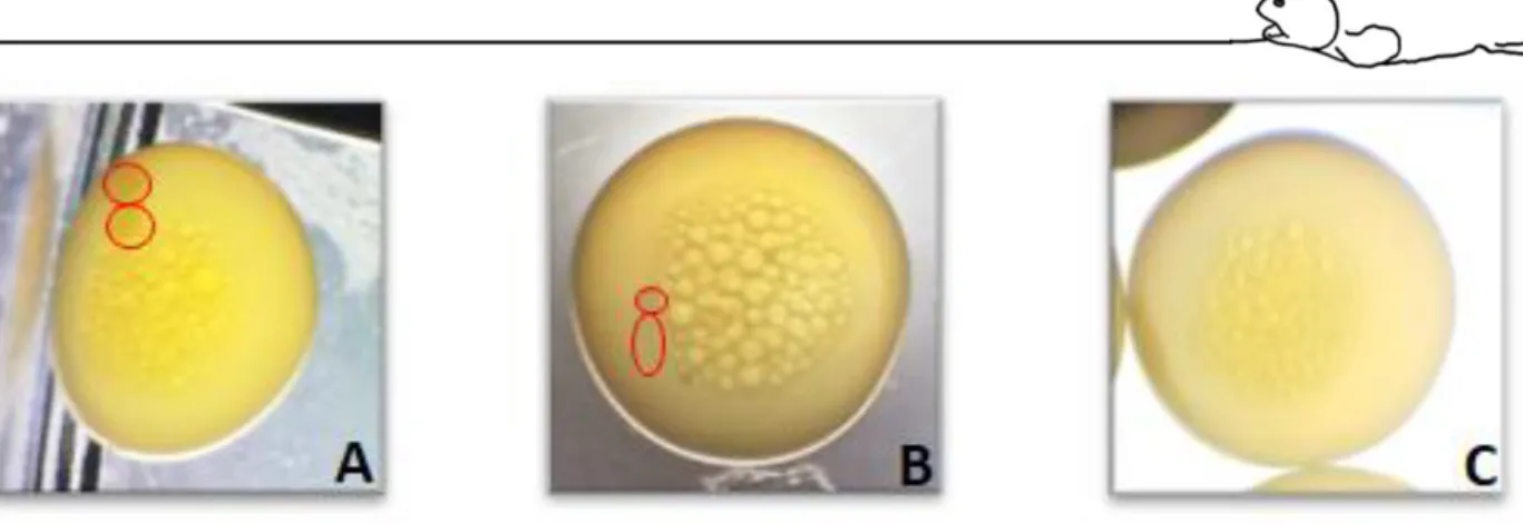 Figure 10 Egg development at 20 to 24 hours after fertilization. Developed egg with normal cell division (A); Developed  egg with abnormal division (B); Non-developed egg (C)