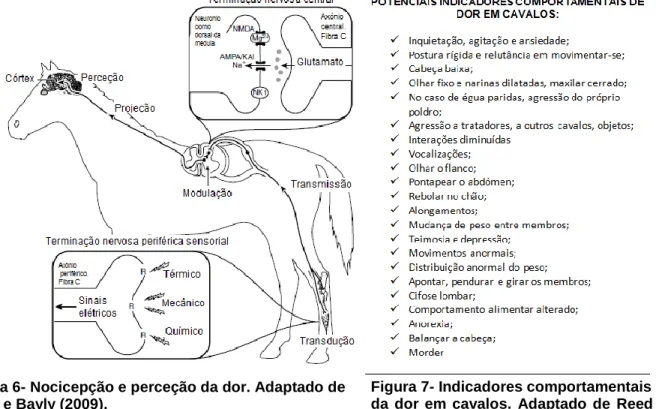Figura 7- Indicadores comportamentais   da  dor  em  cavalos.  Adaptado  de  Reed  e  Bayly (2009)