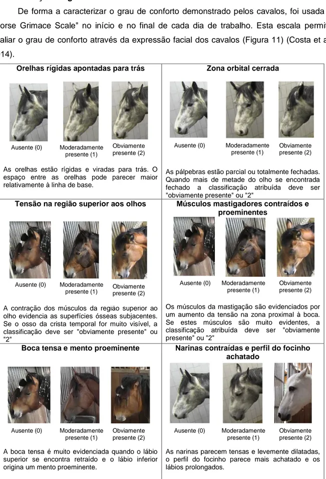 Figura 11 - Horse Grimace Scale. Adaptado de Costa et al. (2014). 