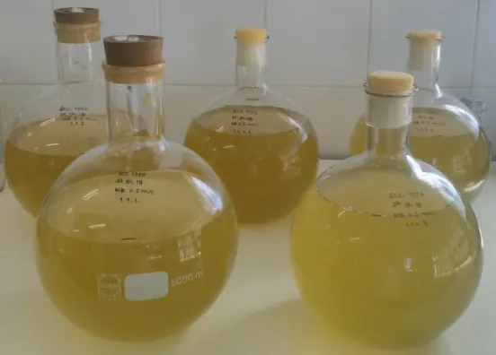 Figure 8 – Production of biomass of E. huxleyi strain RCC 1250 at Necton’s facilities