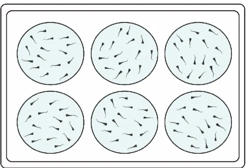 Figure 9 – Schematic representation of the experimental setup. 
