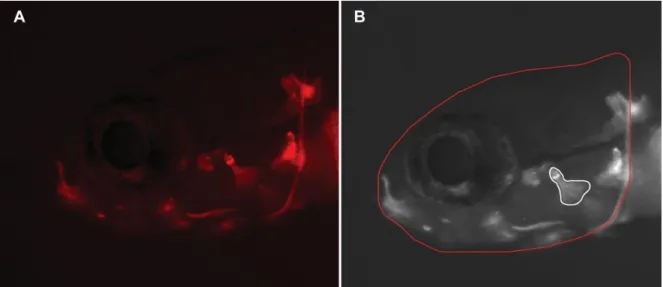 Figure 10 – Observations of zebrafish larvae (Danio rerio) using a MZ 7.5 fluorescence stereomicroscope (A)  with a green filter (λ ex =  530-560 nm and λ em  = 580 nm) and (B) optimized image using the ImageJ software to  measure the head area (red line) 
