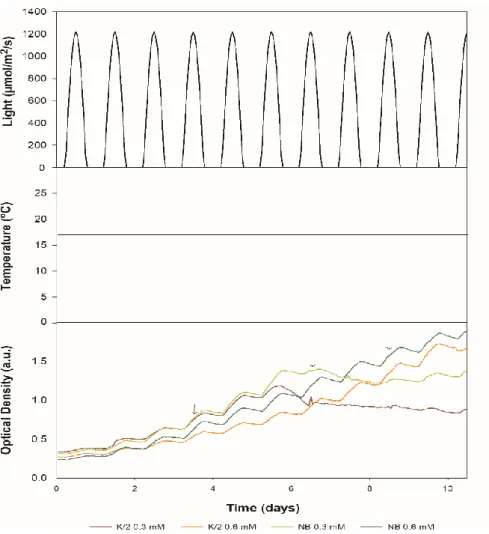 Figure 12 - Cultures at the end of the experiment grown in K/2 with 0.3 mM NO 3 -  (A); K/2 with 0.6 mM  NO 3 -  (B); NB +  with 0.3 mM NO 3 -  (C) and NB +  with 0.6 mM NO 3 -  (D)