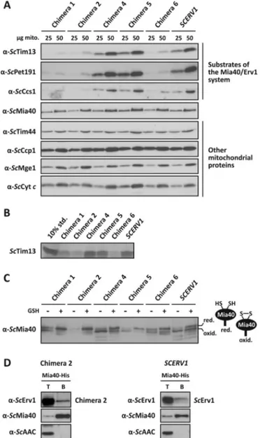 Fig. 4. Functional analysis of LtErv chimera in yeast. (A) Western blot analysis of steady- steady-state protein levels in mitochondrial preparations that contain the indicated chimera or ScErv1 as a control