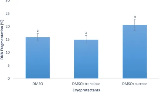 Figure  4  –  Percentage  of  DNA  fragmentation  in  Crassostrea  angulata  (n=5)  comparing  sperm  cryopreserved  with  different  cryoprotectants  (DMSO,  DMSO+trehalose  and  DMSO+sucrose)